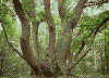 Everdon Stubbs 151Kb
