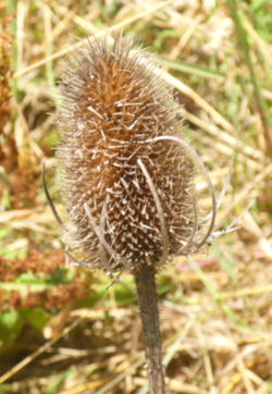A Teazle